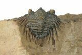 Gorgeous, Spiny Trilobite (Leonaspis) - Atchana, Morocco #210169-5